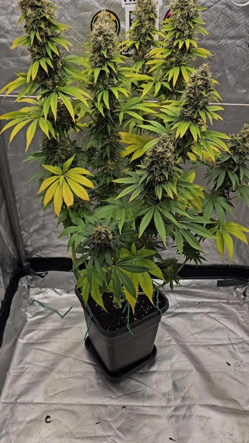 Eternity Grow Cup 2026
