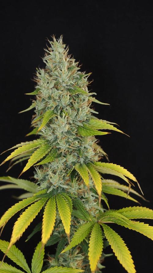 Eternity Grow Cup 2026. Week 14
