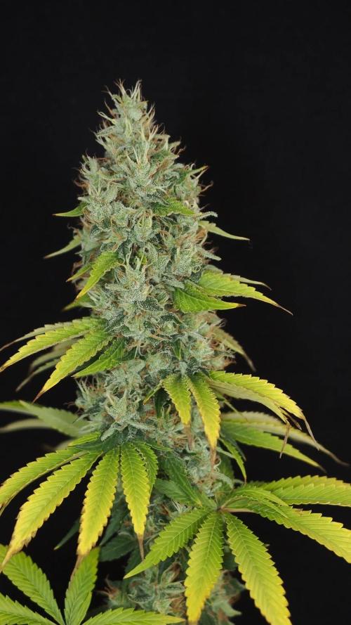 Eternity Grow Cup 2026