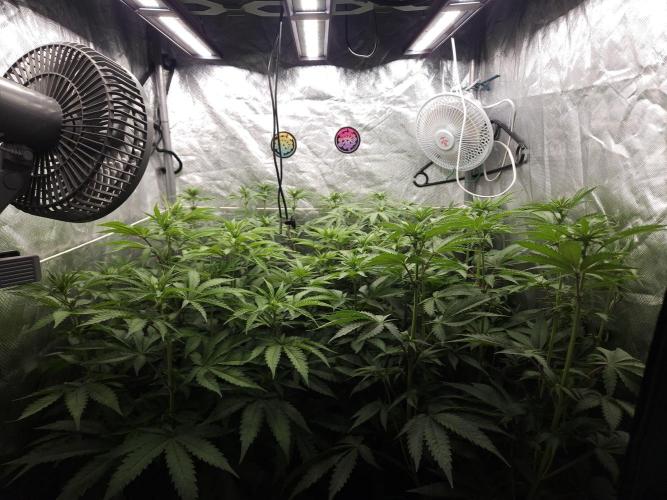Peach Sunset. Week 6