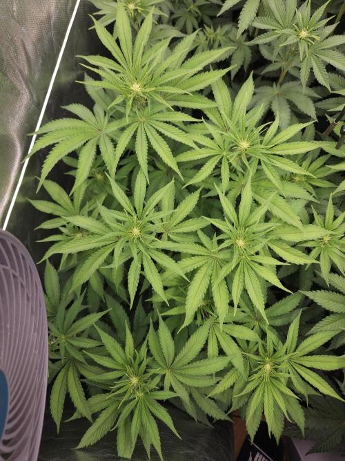 Peach Sunset. Week 6