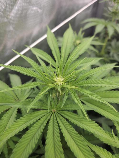 Peach Sunset. Week 6