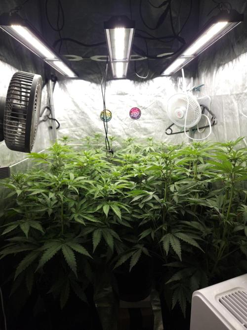 PEACH MOON. Week 6