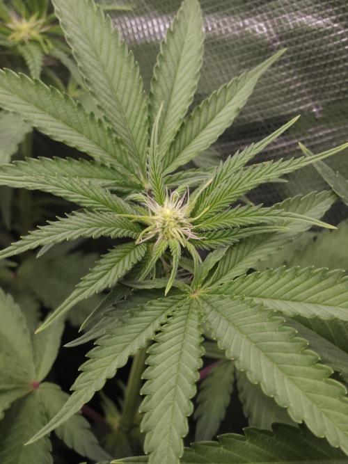 PEACH MOON. Week 6