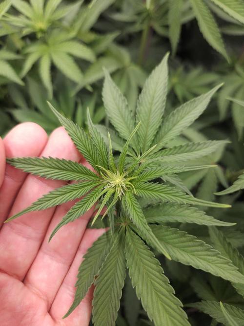 PEACH MOON. Week 6