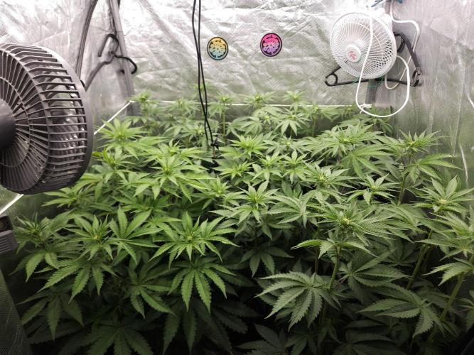 PEACH MOON. Week 6