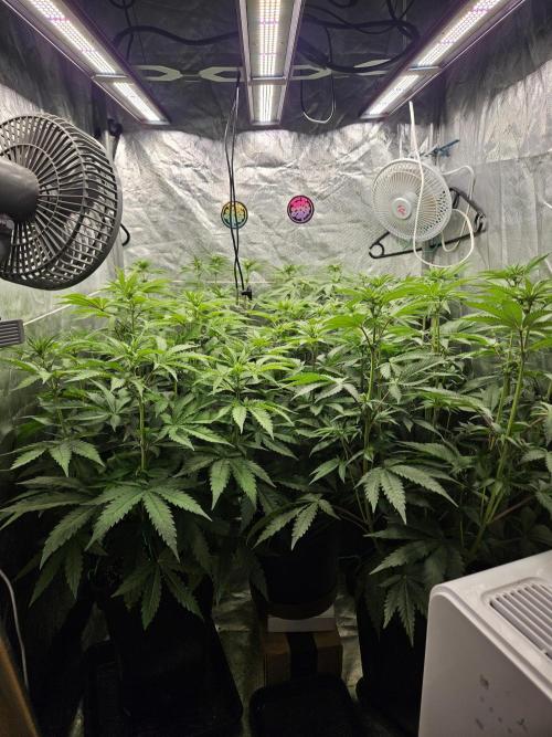 CHILLATOZZ. Week 6