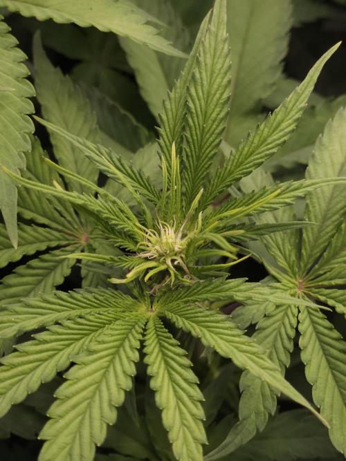 CHILLATOZZ. Week 6