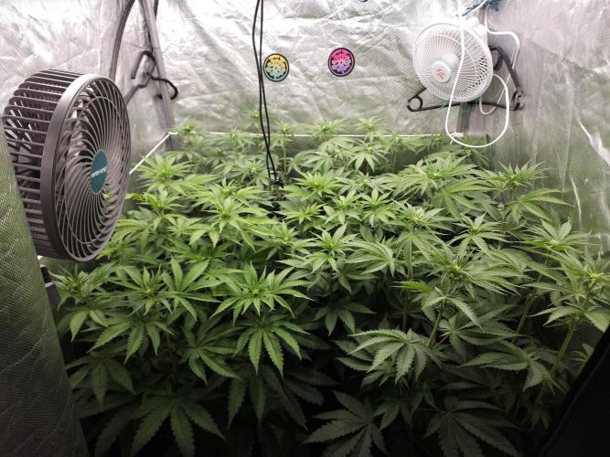 CHILLATOZZ. Week 6