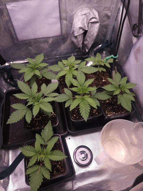 TEST GROW #WorldBreedersLab. Week 2