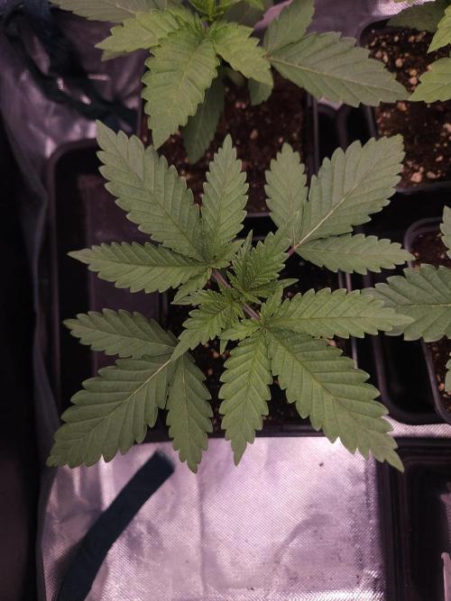 TEST GROW #WorldBreedersLab. Week 2