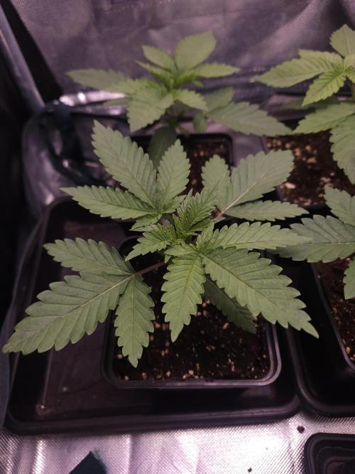 TEST GROW #WorldBreedersLab. Week 2