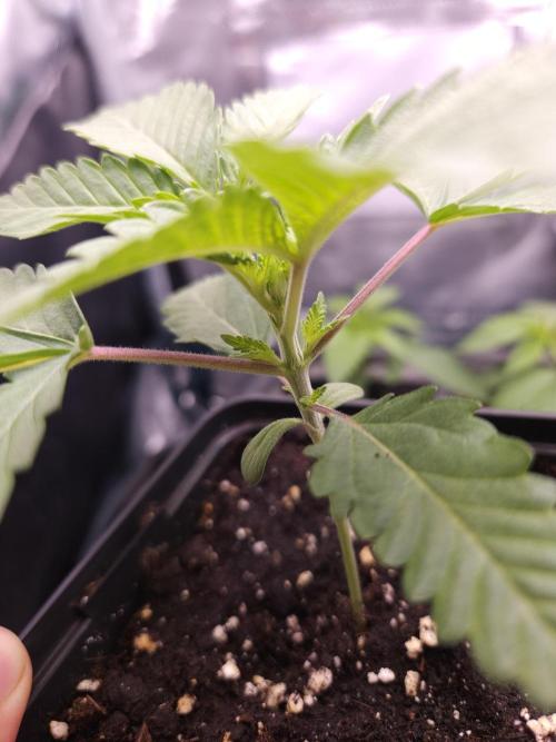 TEST GROW #WorldBreedersLab. Week 2