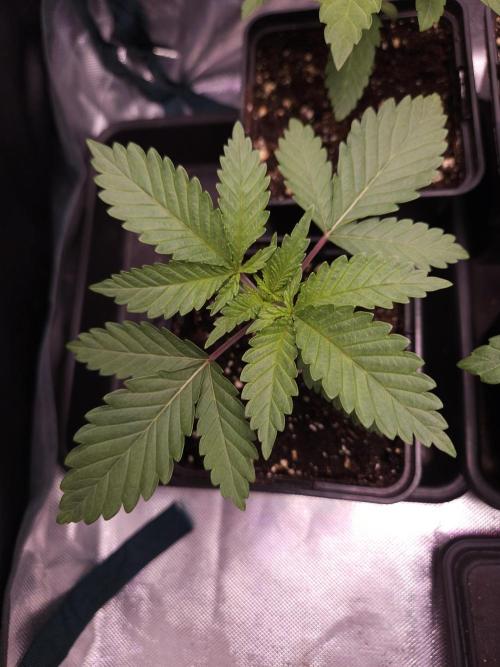 TEST GROW #WorldBreedersLab. Week 2