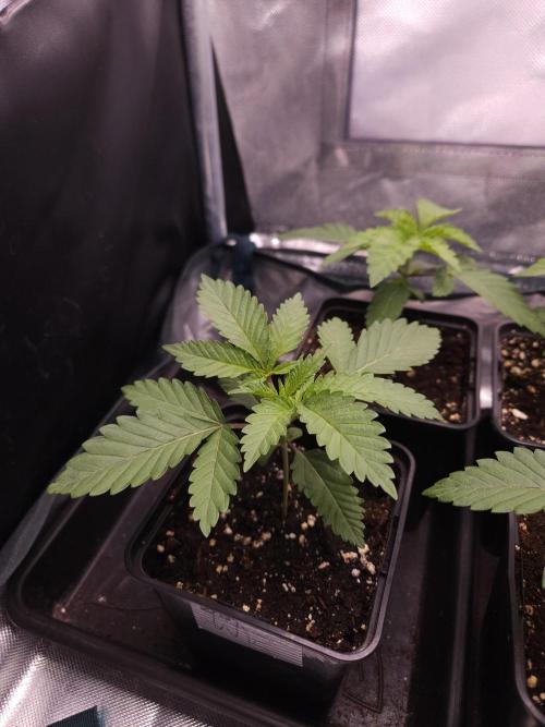 TEST GROW #WorldBreedersLab. Week 2