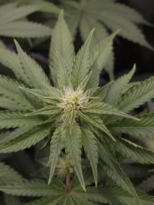 CHILLATOZZ. Week 7
