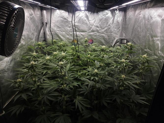 PEACH MOON. Week 7