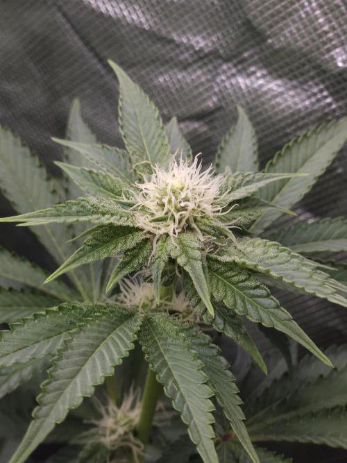 PEACH MOON. Week 7