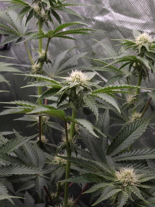 PEACH MOON. Week 7