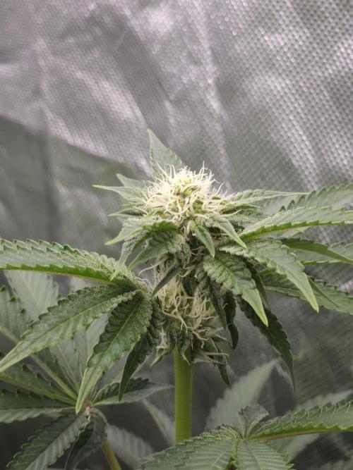 PEACH MOON. Week 7