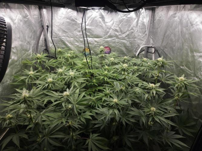 Peach Sunset. Week 7