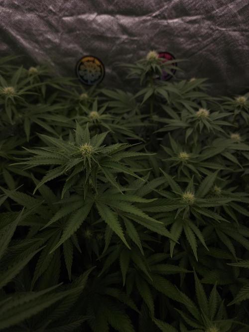 Peach Sunset. Week 7