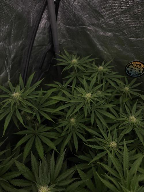 Peach Sunset. Week 7