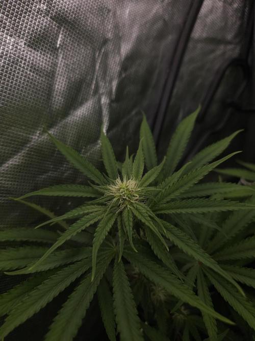 Peach Sunset. Week 7