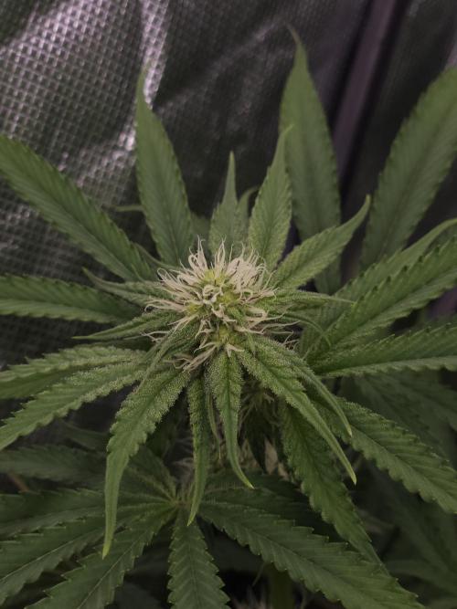 Peach Sunset. Week 7