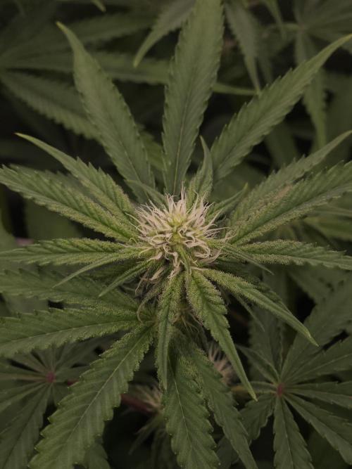 Peach Sunset. Week 7