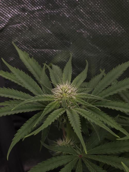 Peach Sunset. Week 7