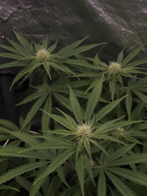 Peach Sunset. Week 7