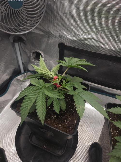 TEST GROW #WorldBreedersLab. Week 3