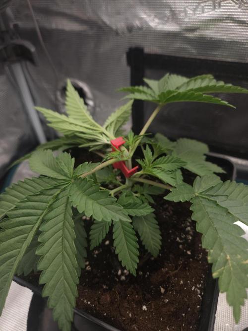 TEST GROW #WorldBreedersLab. Week 3