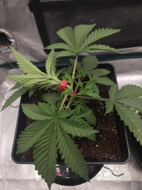 TEST GROW #WorldBreedersLab. Week 3