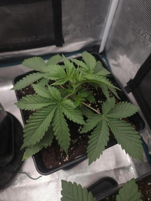 TEST GROW #WorldBreedersLab. Week 3