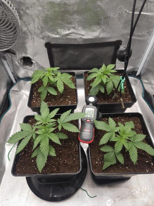 TEST GROW #WorldBreedersLab. Week 3