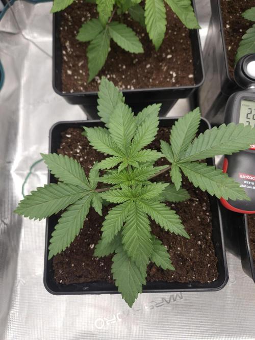 TEST GROW #WorldBreedersLab. Week 3
