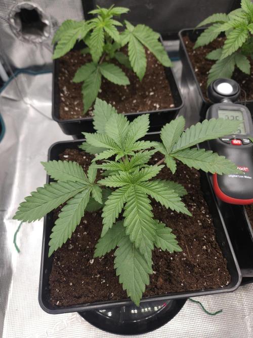 TEST GROW #WorldBreedersLab. Week 3