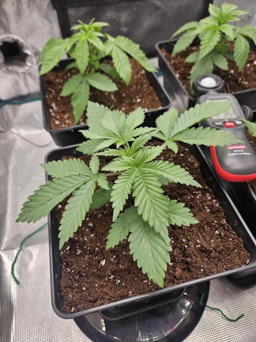 TEST GROW #WorldBreedersLab. Week 3