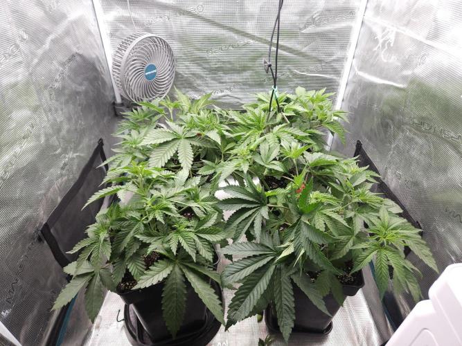 TEST GROW #WorldBreedersLab. Week 4
