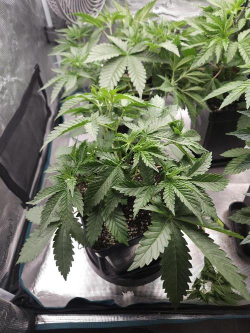 TEST GROW #WorldBreedersLab. Week 4