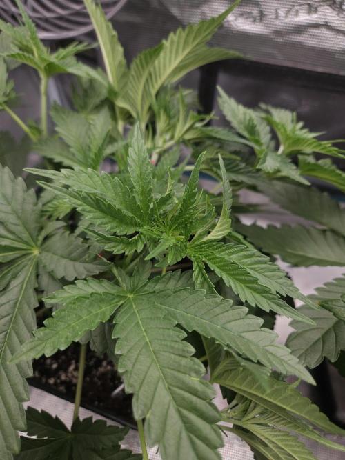 TEST GROW #WorldBreedersLab. Week 4