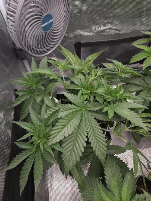 TEST GROW #WorldBreedersLab. Week 4