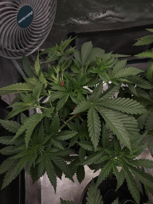 TEST GROW #WorldBreedersLab. Week 4
