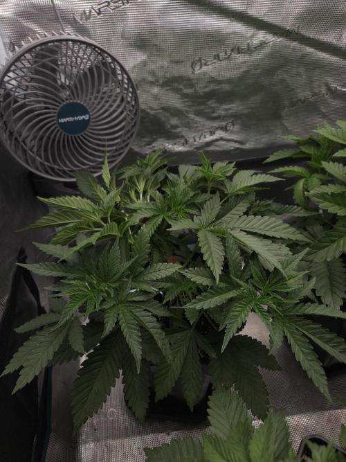 TEST GROW #WorldBreedersLab. Week 4