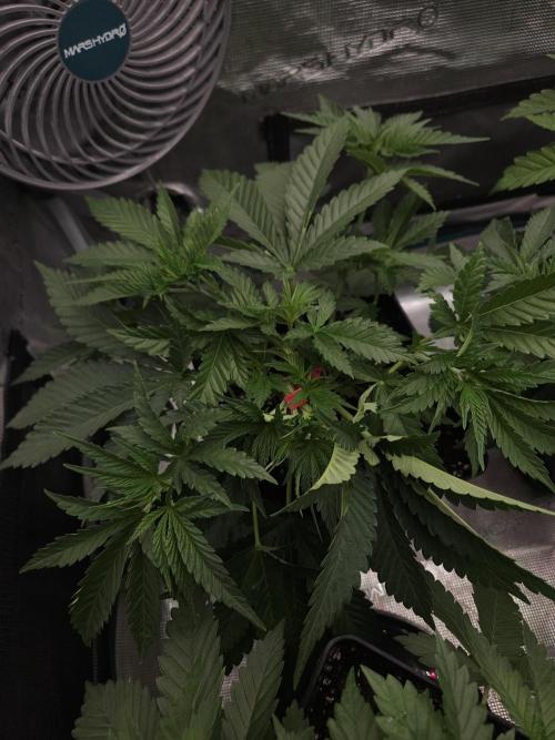 TEST GROW #WorldBreedersLab. Week 4