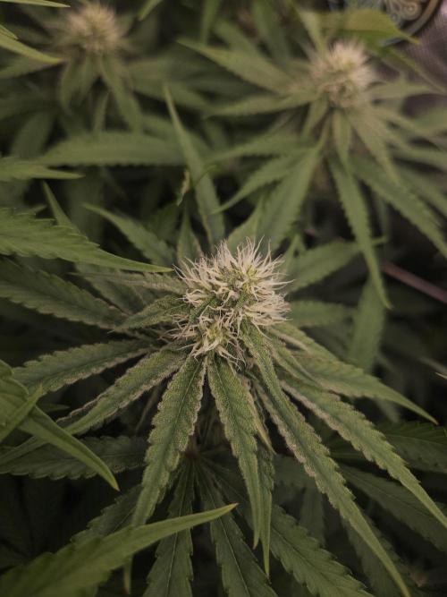 Peach Sunset. Week 8