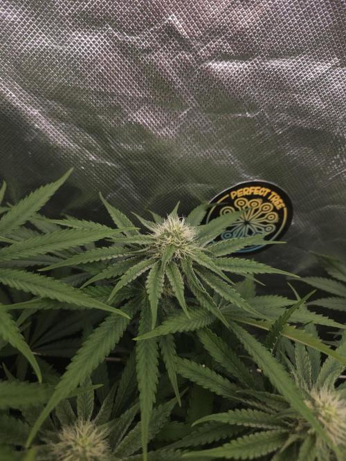 Peach Sunset. Week 8