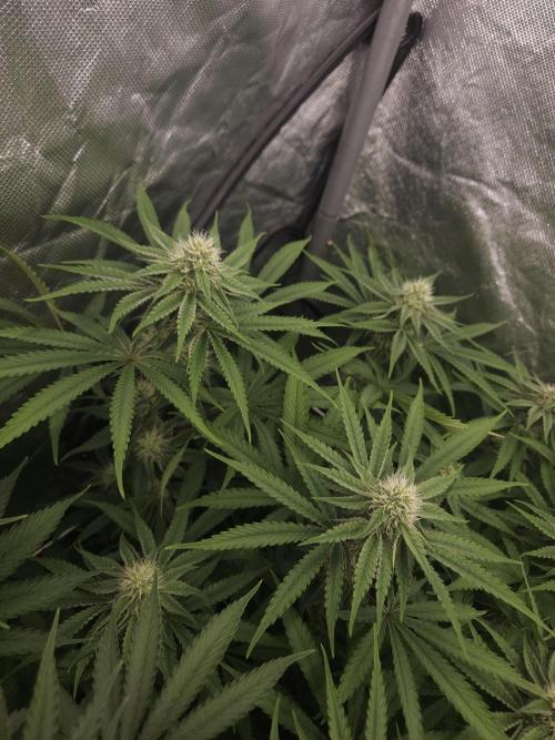 Peach Sunset. Week 8